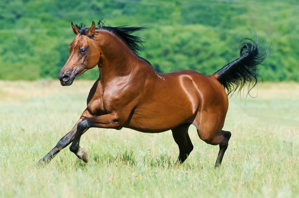 Arabian Horse running in field is one of the 10 smartest horse breeds