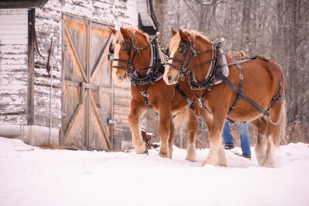 Clydesdales are one of the smartest horse breeds