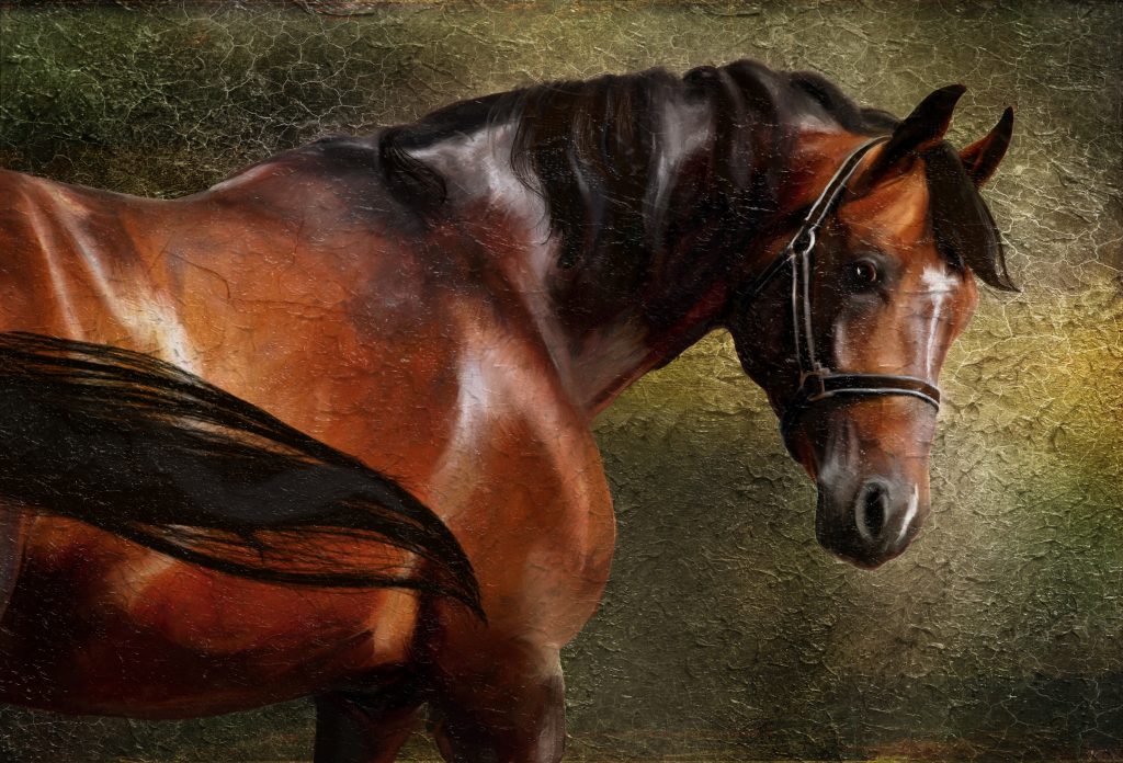 Thoroughbred Horse is one of the 10 smartest horse breeds