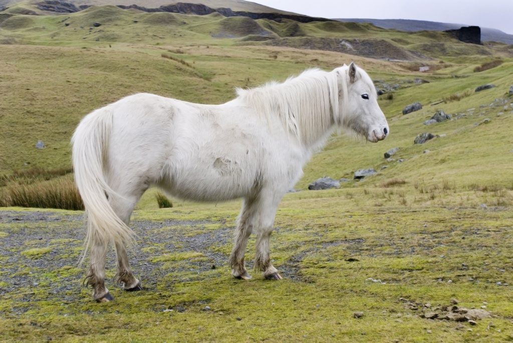 Welsh Pony is one of the 10 smartest horse breeds