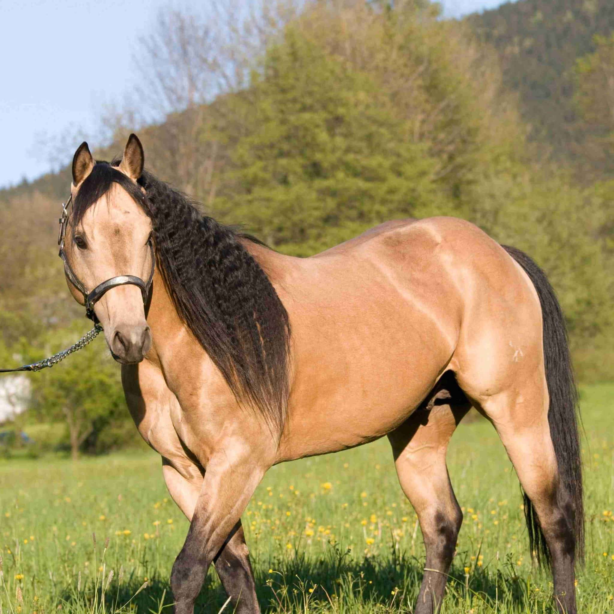 Buckskin American Quarter Horse is one of the 10 smartest horse breeds