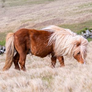 Shetland Pony is one of the 10 smartest horse breeds