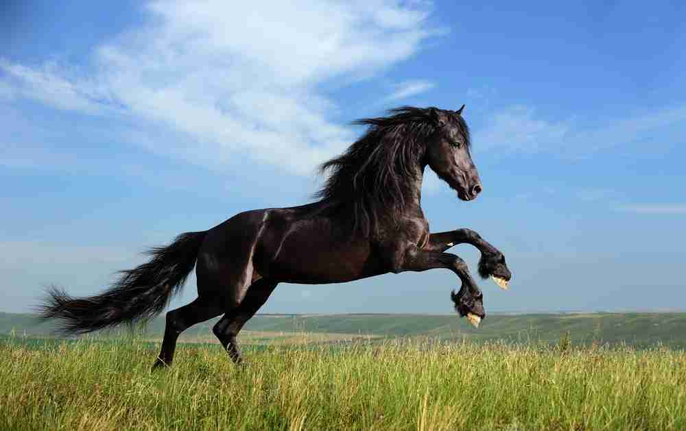 What Is A Grade Horse