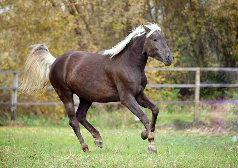 Black Fores tHorse