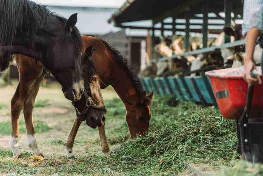 2 adult horses and 1 young one. Filly, colt, or foal horse?