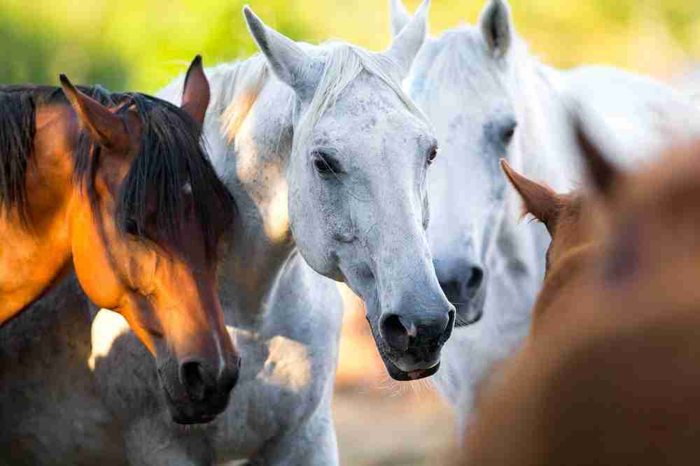 The Boss Mare And What She Means To The Herd