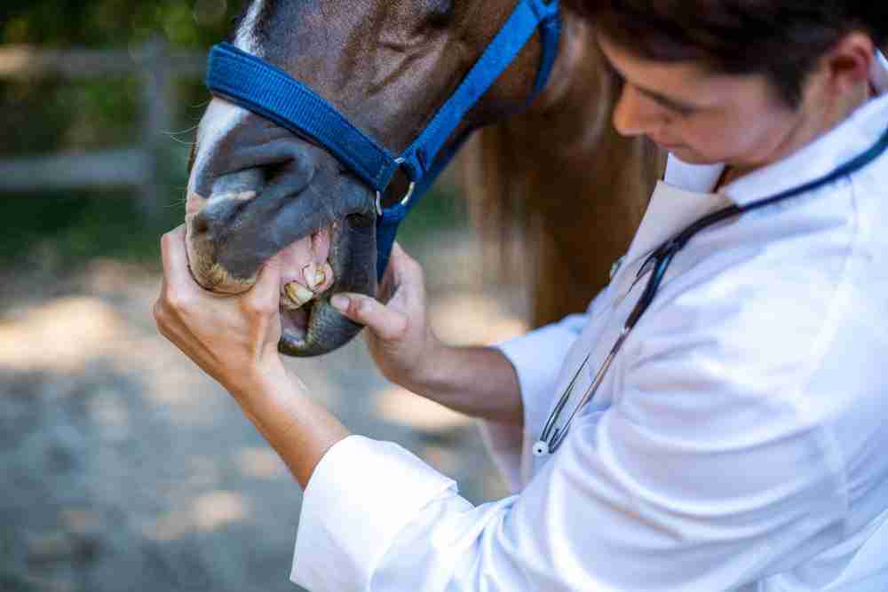 Lifespan Of A Horse
