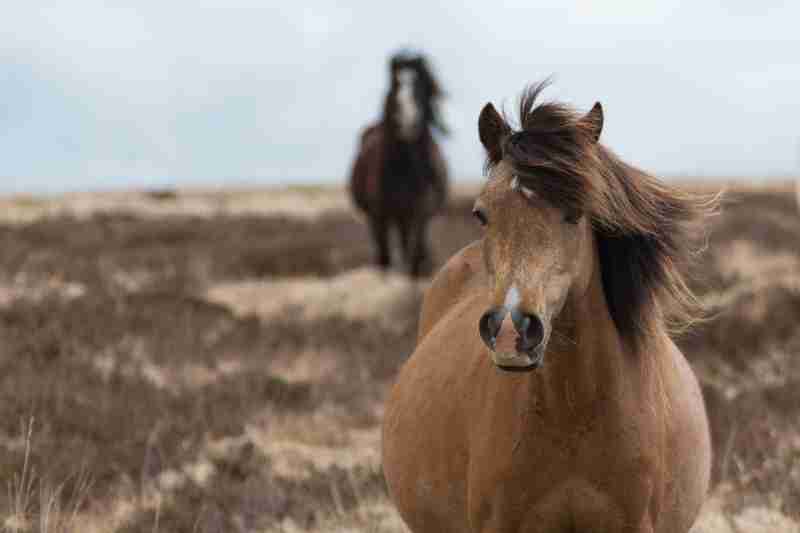 belly shape changing before foaling