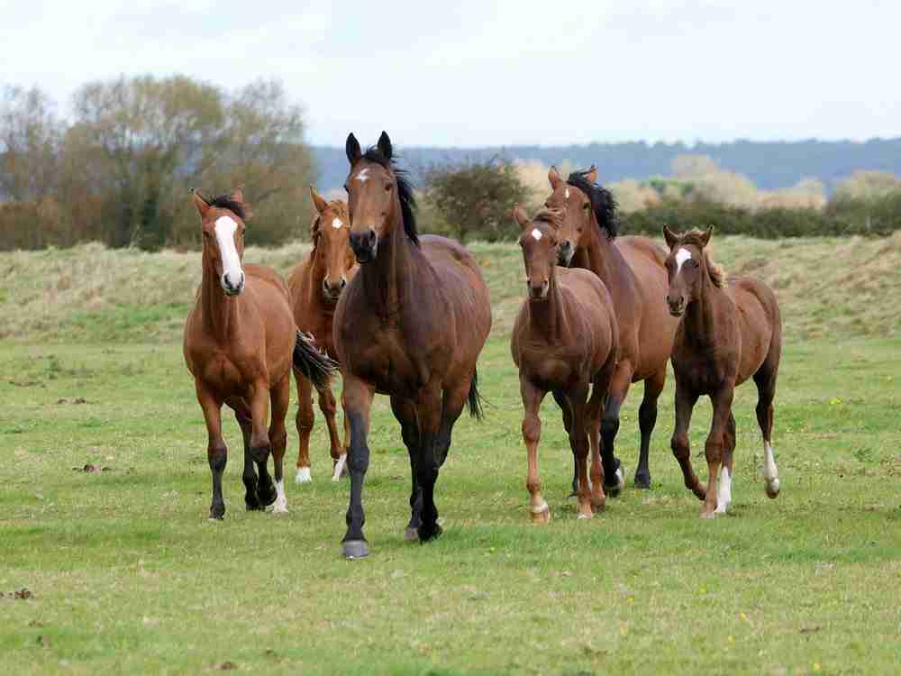 The Boss Mare And What She Means To The Herd