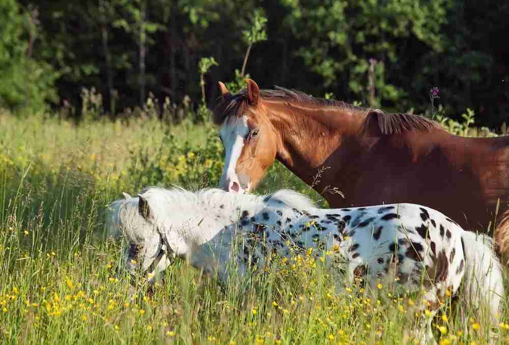 Lifespan Of A Horse