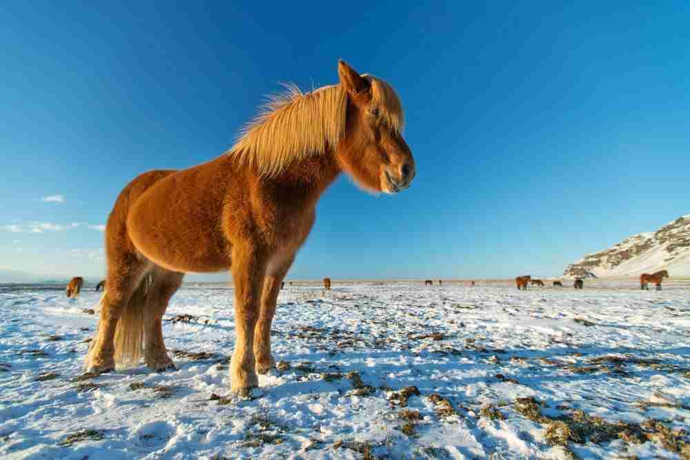 Icelandic