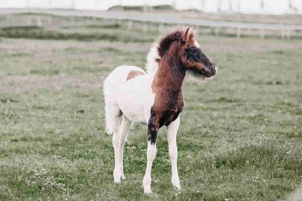 Foal horse in field. Filly, foal, or colt horse?
