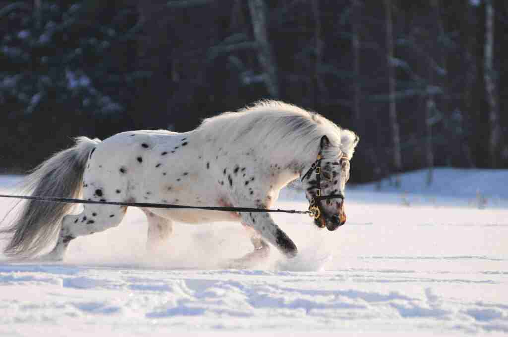 Lifespan Of A Horse