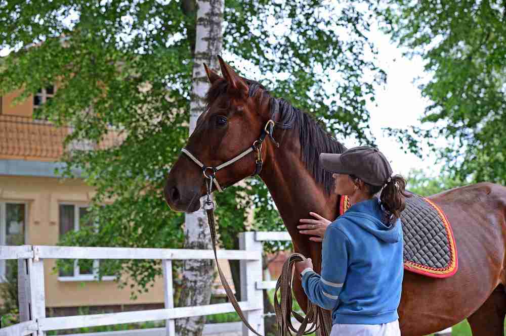 breaking a horse