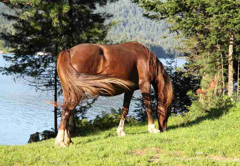 how-is-your-mare-s-belly-shape-changing-before-foaling-smarter-horse