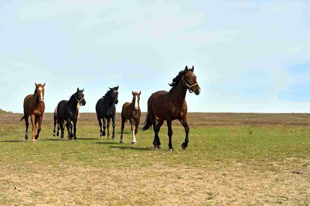 The Boss Mare And What She Means To The Herd