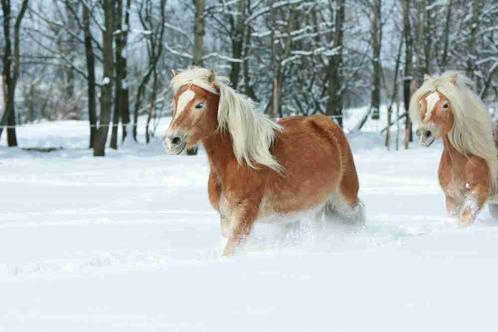 Lifespan Of A Horse