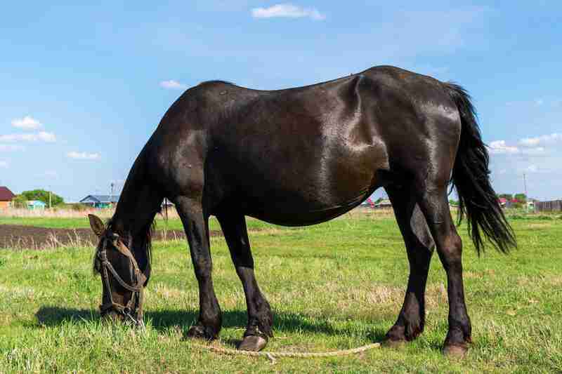 belly shape changing before foaling