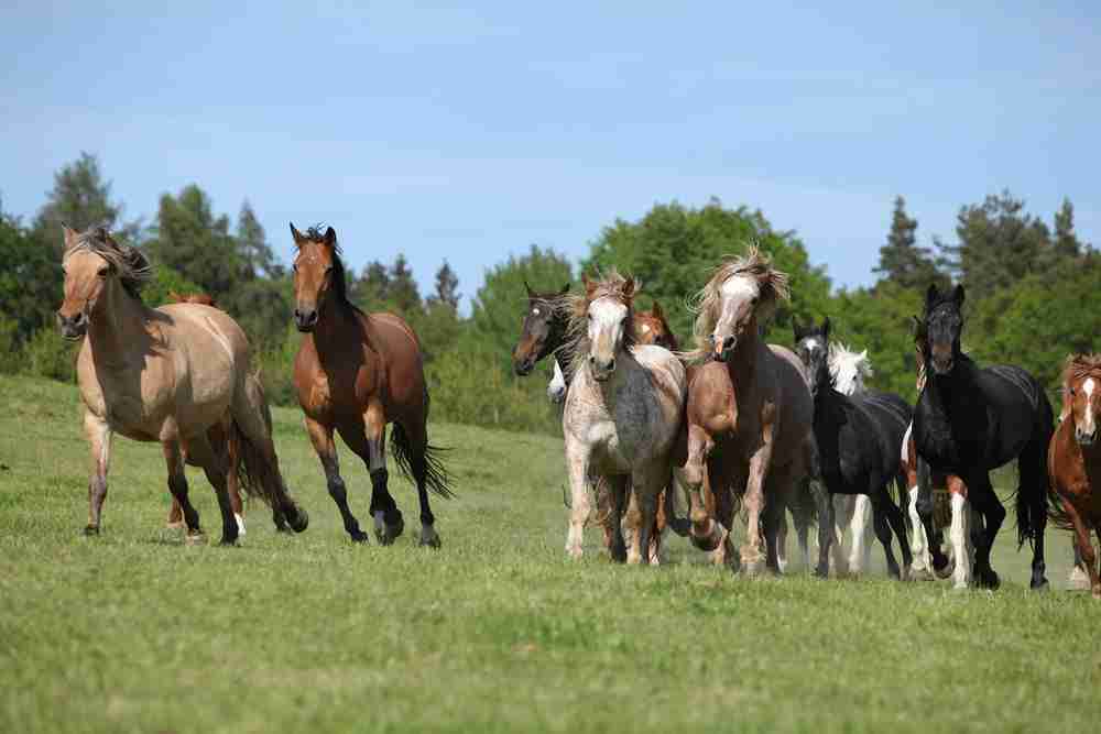 Who is Boss Mare