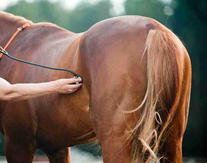 belly shape changing before foaling