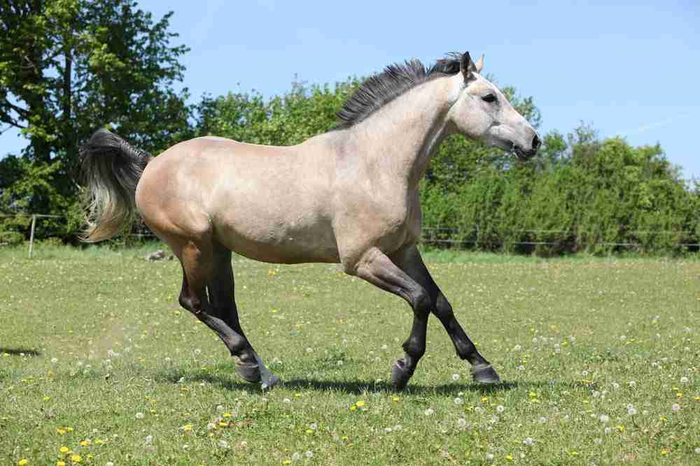 grulla quarter horse