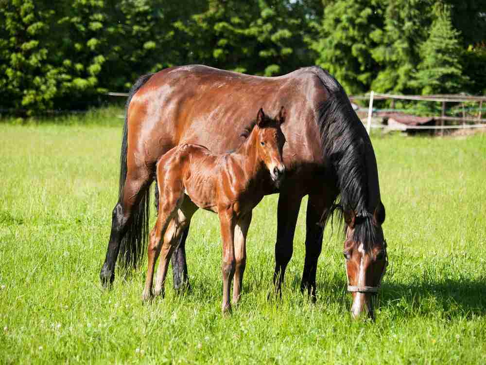 Mother and foal on pasture