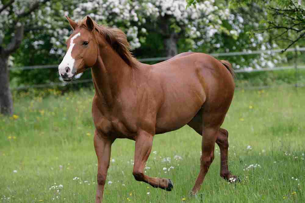 Lifespan Of A Horse
