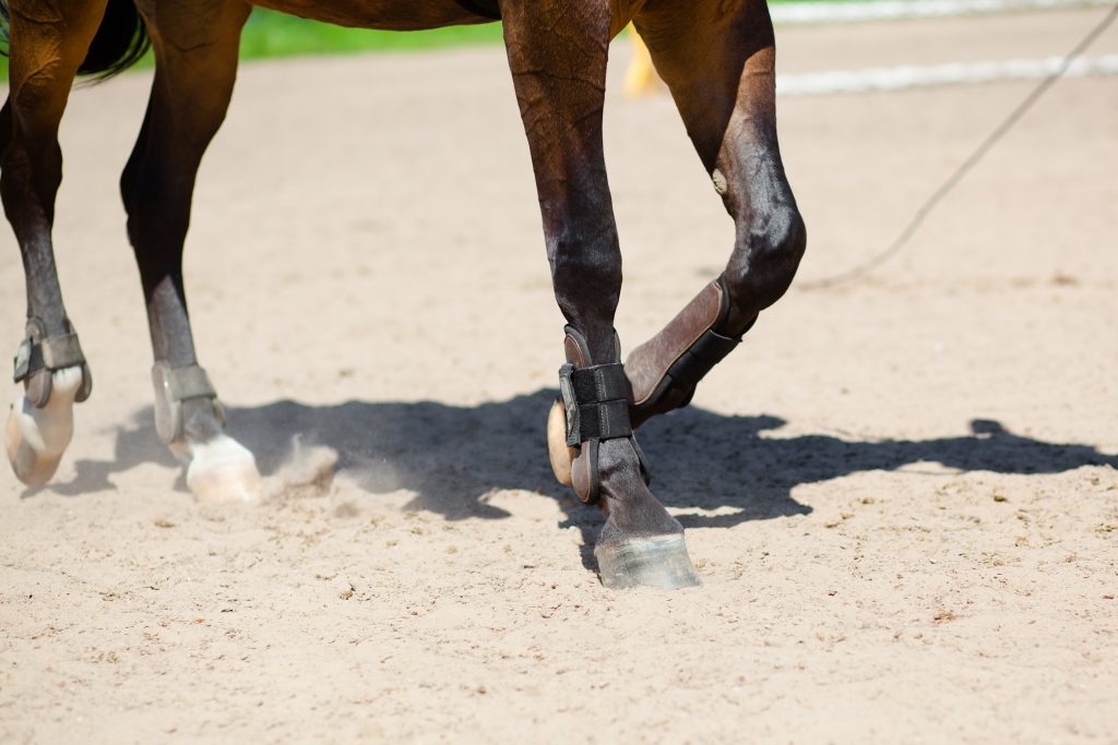 ergots and chestnuts on horses