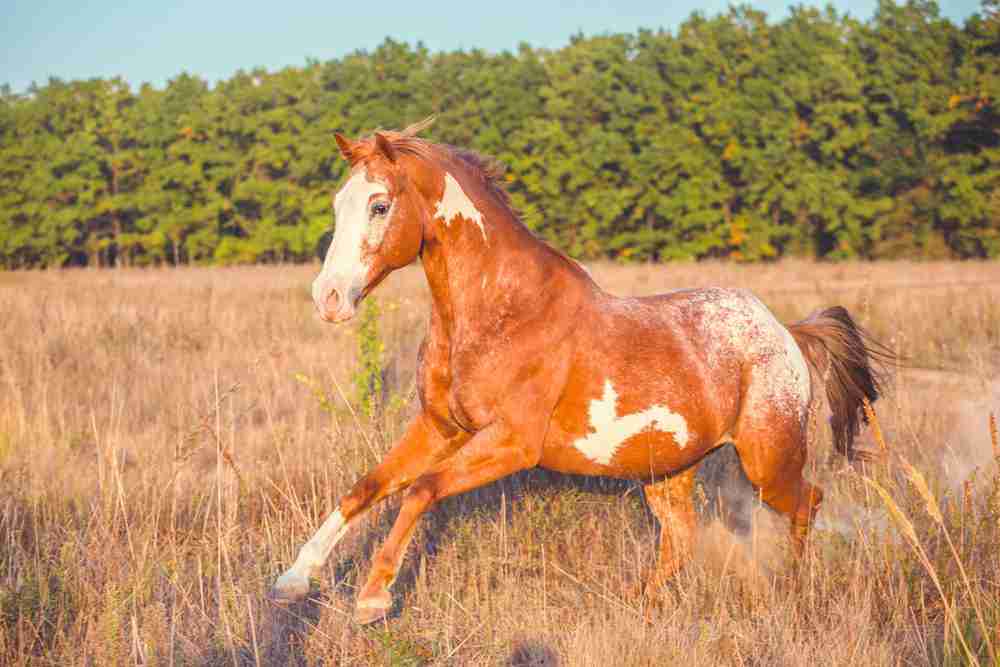 spirit horse names