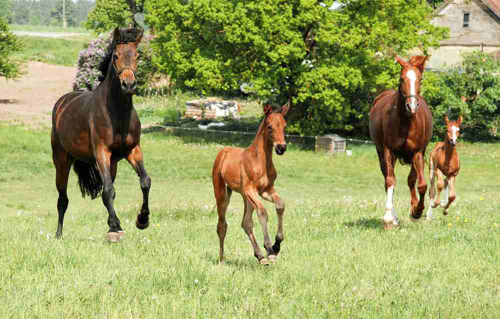2 mares with their youngsters. A filly, colt or foal?