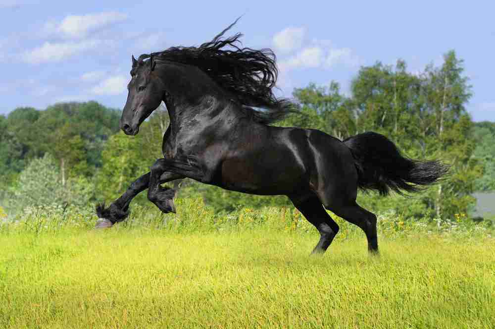 Friesian horse