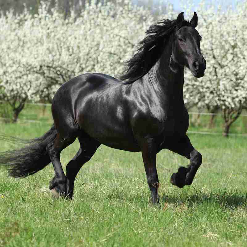 Friesian