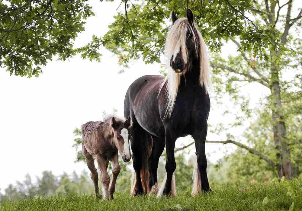 Gypsy Vanner