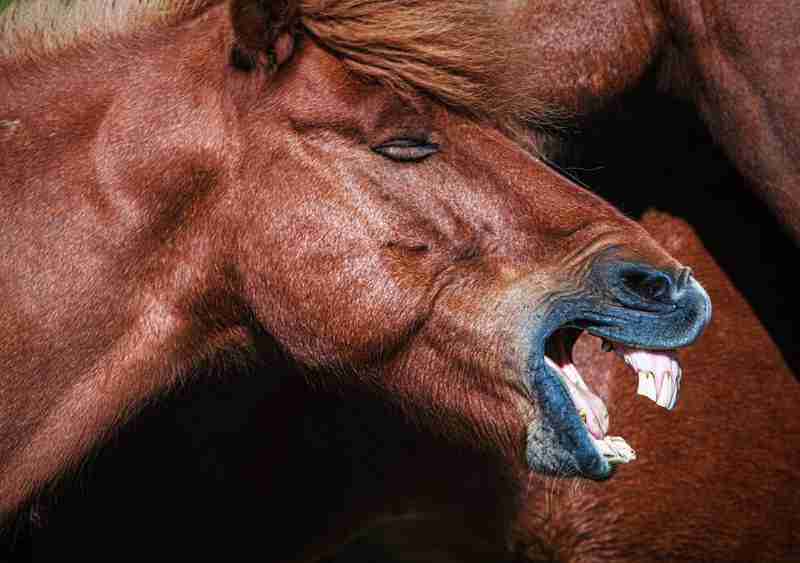 why horses show their teeth