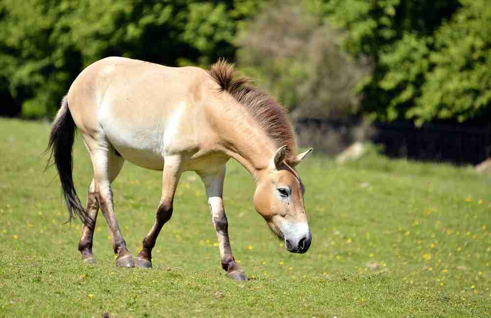 Przewalski Horse