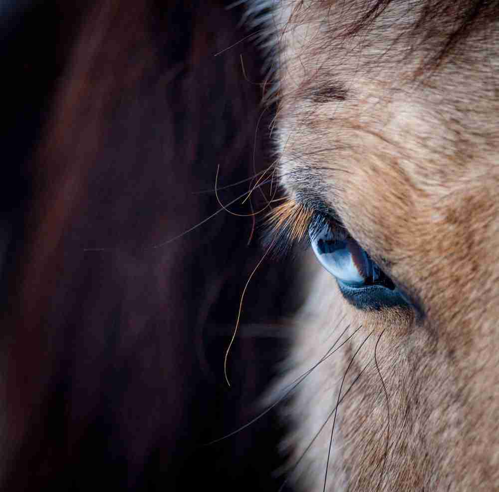 horses with blue eyes