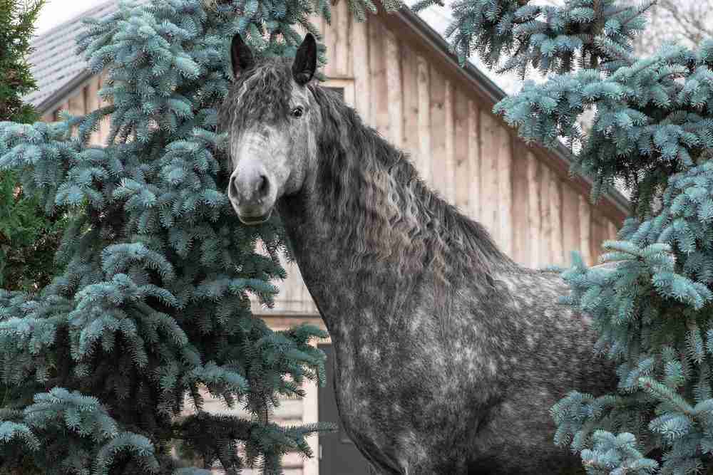 fjord horse