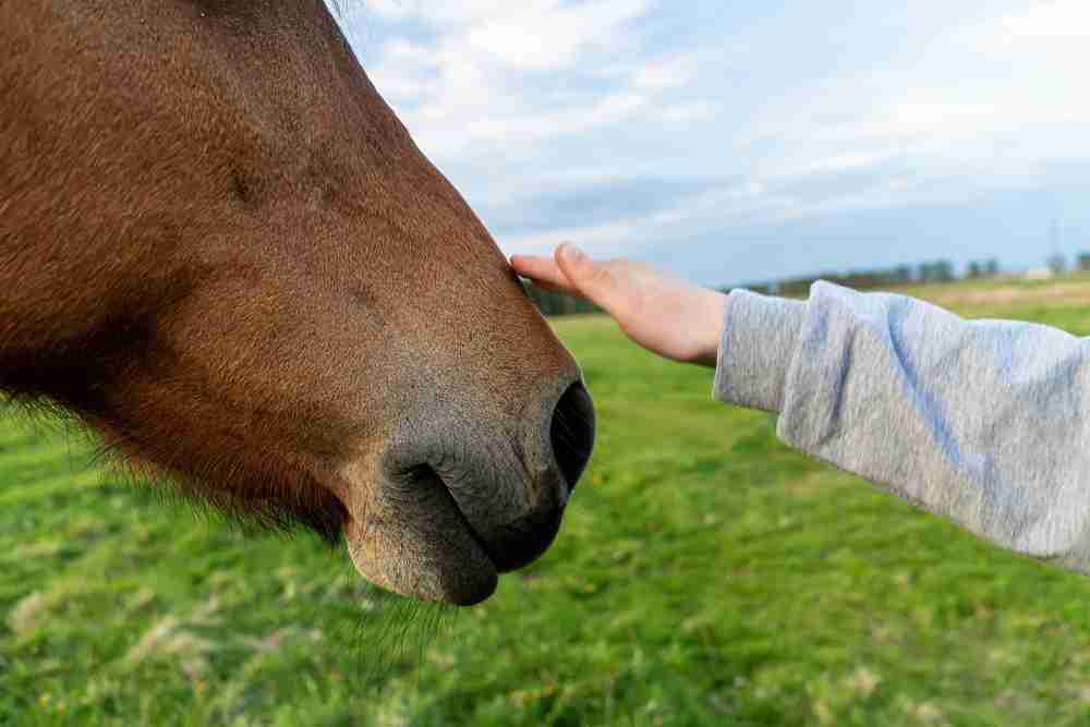 human hand on horse.