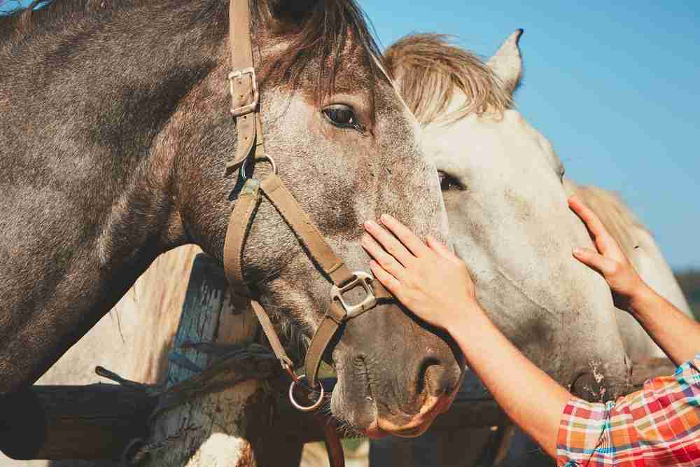 signs that a horse likes you