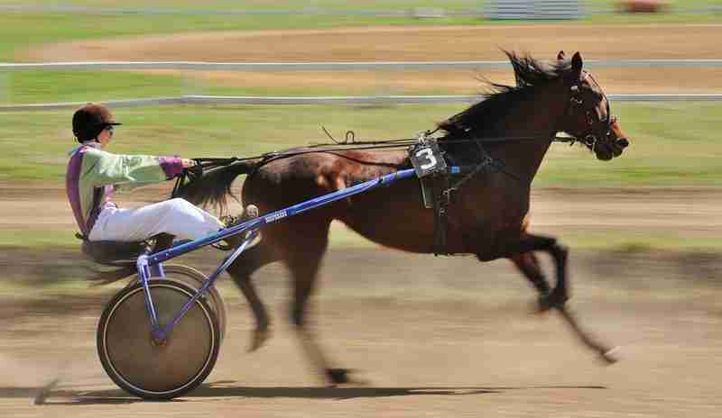 horse pulling race