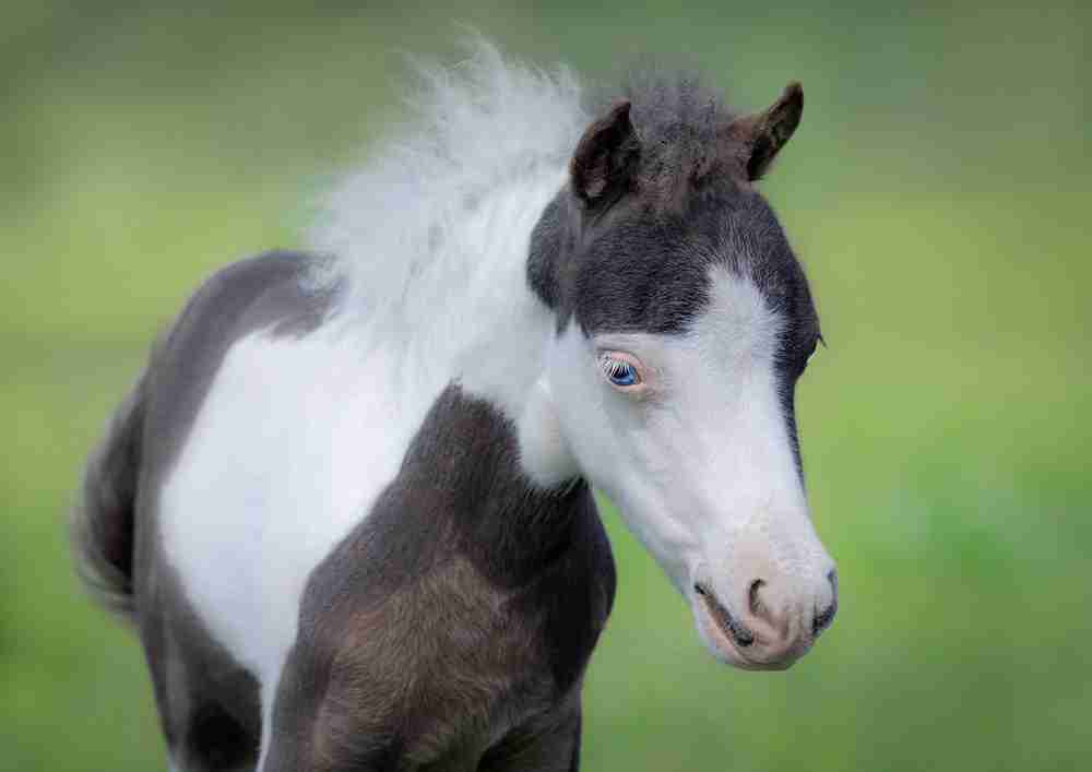 white horse with blue eyes