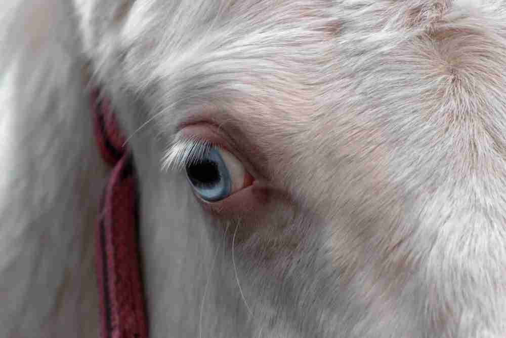 horse portrait with blue eyes