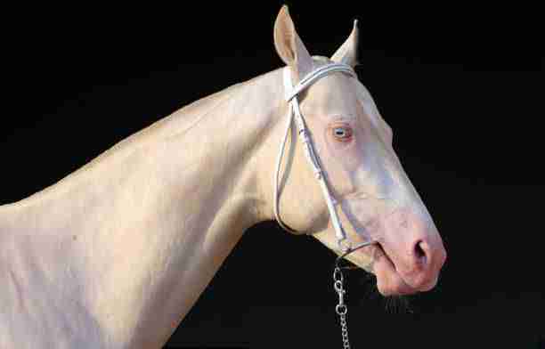 Blue-eyed Cremello akhal-teke horse in dark stable background