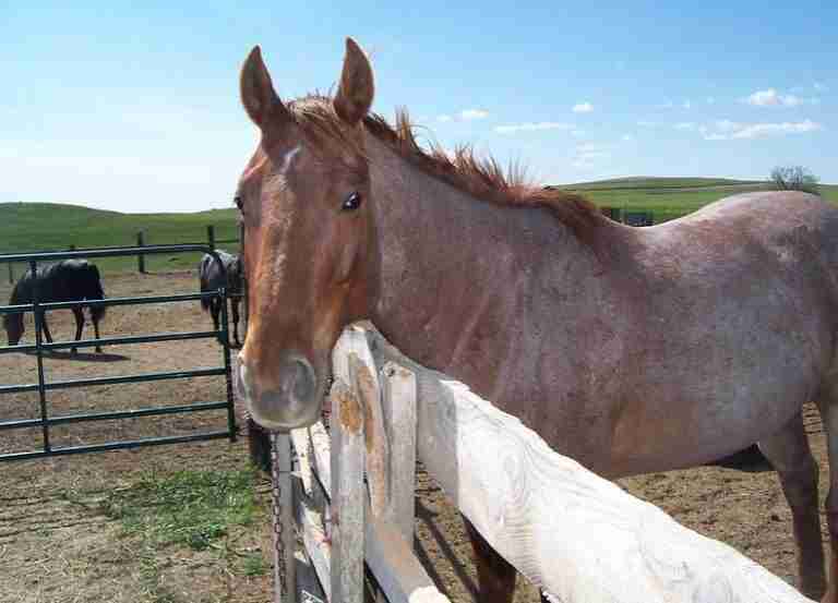 Famous Red Roan Horses And Their Color Metallic Cat, Anyone