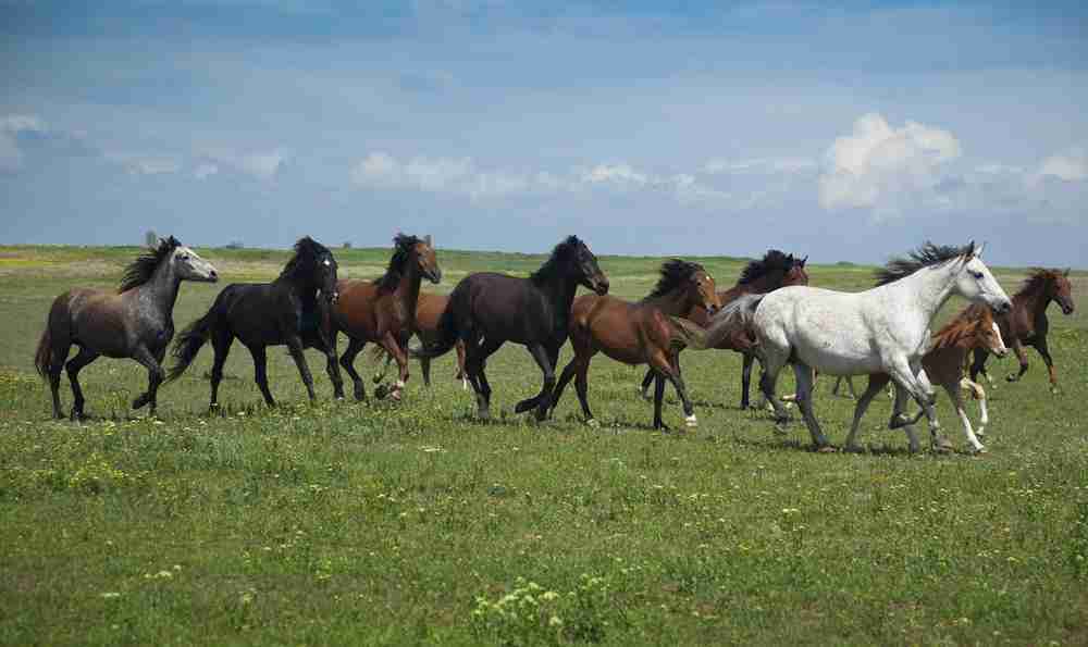 The Boss Mare And What She Means To The Herd