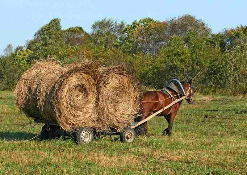 how strong is a horse