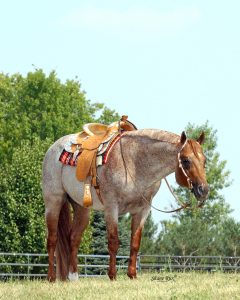 Red roan zippos mr. good bar