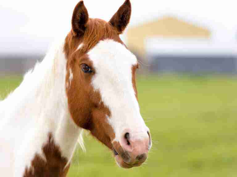 American Paint Horse A.P.H.A. Smarter Horse