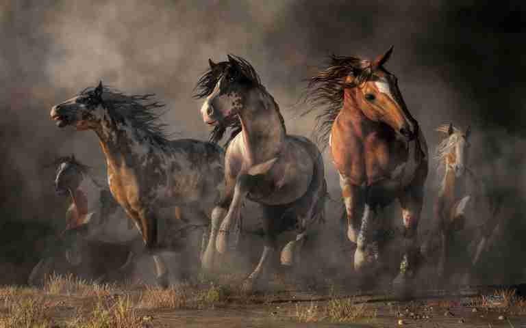American Paint Horse