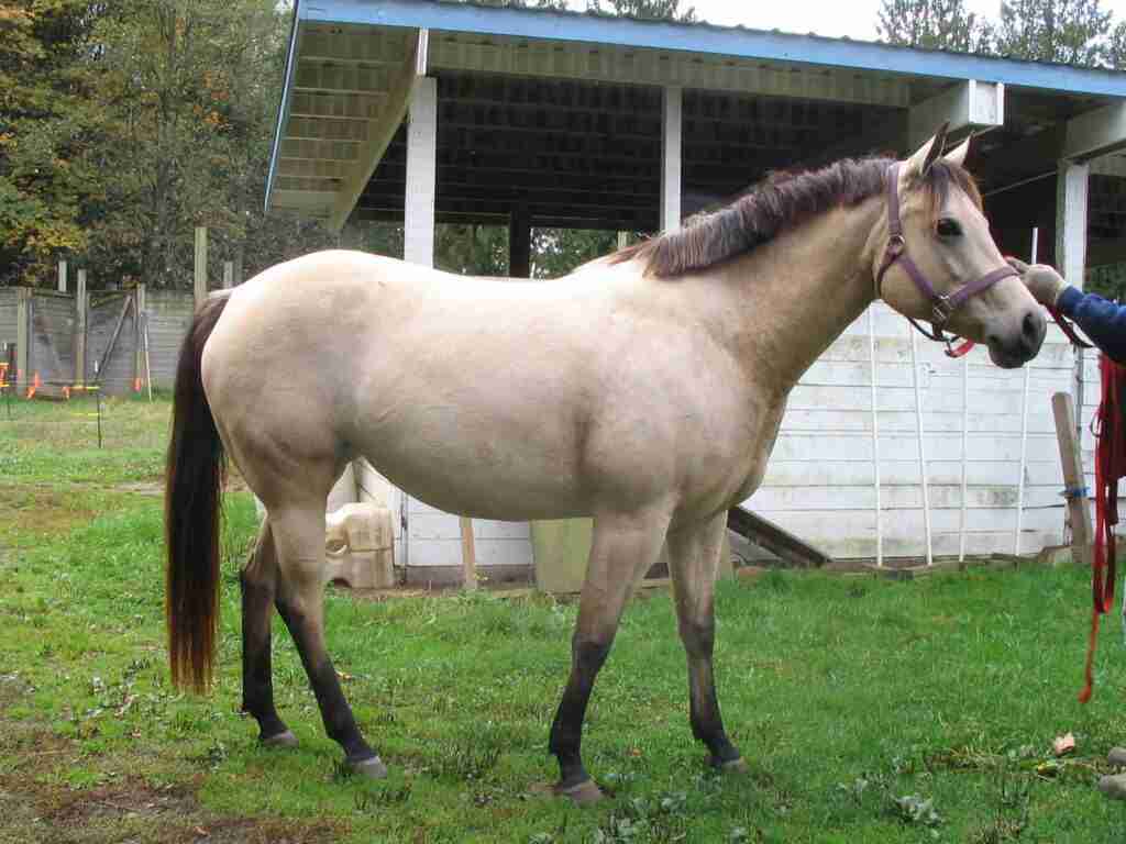 Dun and Buckskin Horse